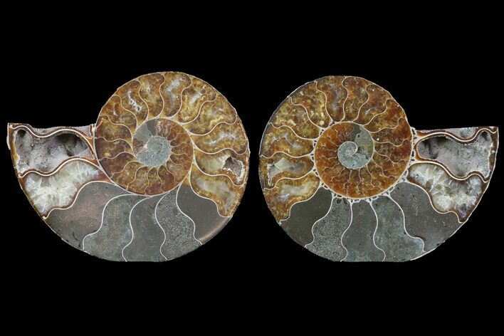 Cut & Polished Ammonite Fossil - Agatized #78555